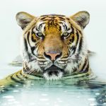 Shawn Talbot Kelowna Commercial Photographer Thailand Tiger