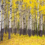 Shawn Talbot Kelowna Commercial Photographer Aspen Trees Banff