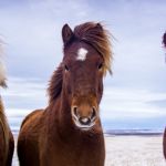 Shawn Talbot Kelowna Commercial Photographer Icelandic Horses