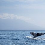 Shawn Talbot Kelowna Commercial Photographer Hawaii Humpback Whale