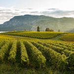 British Columbia Wine Country